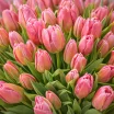 101 розовый тюльпан 2